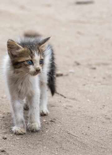 Homeless sad kitten on a street on island of Zanzibar, Tanzania, east Africa, close up